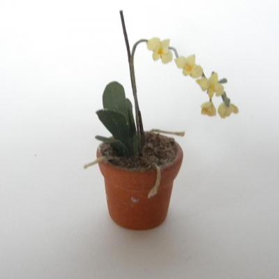 Orchidee jaune1