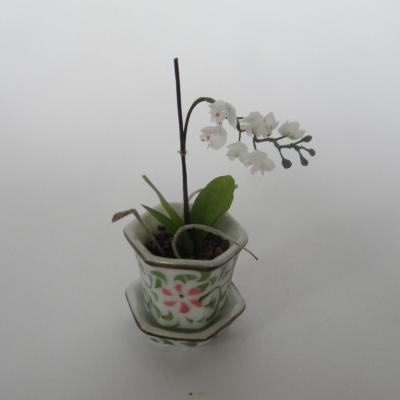 Orchidee vert