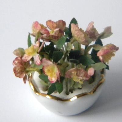 Roses de noel