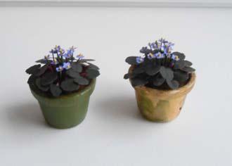Violettes du cap